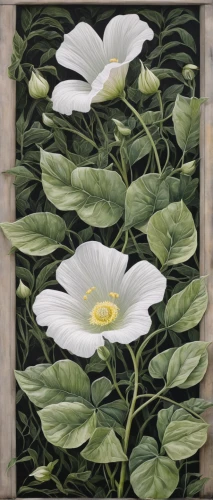 magnolia,white anemones,wood anemones,white magnolia,magnolias,southern magnolia,cape jasmine,snowdrop anemones,magnolia flowers,flower painting,white water lilies,dahlia white-green,white trillium,peony frame,chinese magnolia,calystegia sepium,pasque-flower,tree anemone,magnolia x soulangiana,magnolia × soulangeana,Illustration,Black and White,Black and White 15