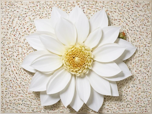 white dahlia,the white chrysanthemum,white chrysanthemum,white magnolia,magnolia star,white plumeria,star magnolia,paper flower background,chrysanthemum exhibition,flower art,dahlia white-green,flowers png,flower painting,white lily,fragrant white water lily,white flower,korean chrysanthemum,white petals,floral rangoli,flower wall en,Conceptual Art,Daily,Daily 26