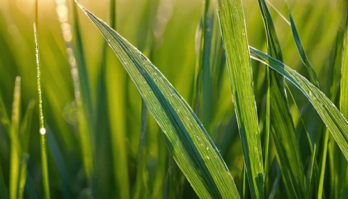 wheat germ grass,reed grass,wheat grasses,dew on grass,long grass,green wheat,sweet grass,rye in barley field,grass grasses,blade of grass,wheat grass,rice field,foxtail barley,ricefield,arrowgrass,green grain,blades of grass,paddy field,triticale,sweet grass plant,Photography,Fashion Photography,Fashion Photography 06