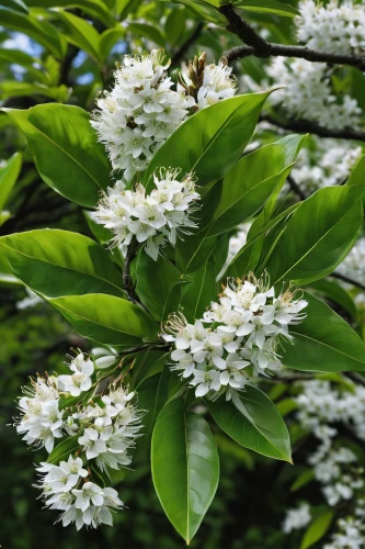 cherry laurel,fragrant flowers,shrub in flower,chestnut blossom,flowering shrub,chestnut flowers,bird cherry,blooming mountain ash,swedish mountain ash,white flower cherry,syringa vulgaris,common bird cherry,white blossom,syringa,syzygium malaccense,indian jasmine,flower chestnut,shrub chestnut,prunus cerasifera,fruit blossoms,Conceptual Art,Daily,Daily 16