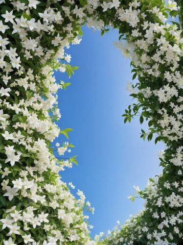 blooming wreath,wreath of flowers,flowers png,gypsophila,flower wreath,flower wall en,flower background,white lilac,farmer's jasmine,hydrangea background,floral wreath,spring background,flower frame,fragrant snowball,white blossom,star jasmine,jasmine flowers,flower garland,alyssum,flowers frame,Photography,Fashion Photography,Fashion Photography 17