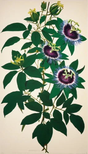 passion flower family,purple passionflower,passionflower caerulea,passiflora caerulea,passion flower vine,purple passion flower,passiflora edulis,passionflower,passiflora vitifolia,common passion flower,nightshade plant,jasmine-flowered nightshade,passiflora,bengal clock vine,illustration of the flowers,passion flower,botanical print,passion flowers,flowers png,hellebore orientalis,Art,Artistic Painting,Artistic Painting 22