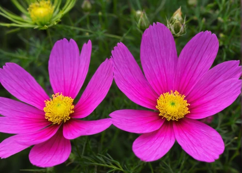 pink cosmea,cosmea bipinnata,pink daisies,cosmos flowers,cosmos flower,china aster,cosmea,cosmos bipinnatus,cosmos caudatus,garden cosmos,european michaelmas daisy,barberton daisies,crepis paludosa,pink chrysanthemum,pink flowers,aster tongolensis,rosa palustris,pink chrysanthemums,heath aster,asteraceae,Illustration,American Style,American Style 12