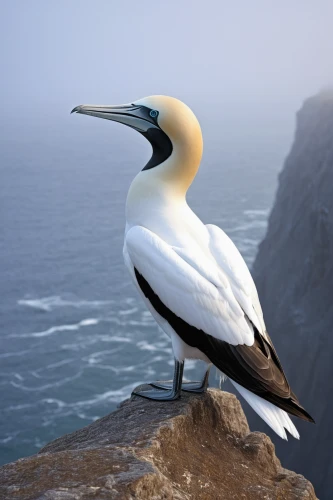 cape gannet,northern gannet,gannet,australian pied cormorant,cape gannet preening,coastal bird,blue-footed booby,little pied cormorant,a species of marine bird,seabird,red-footed booby,antarctic bird,great cormorant,sea bird,egretta novaehollandiae,sea swallow,pelican,brown pelican,cormorant,western striped albatros,Illustration,Children,Children 03