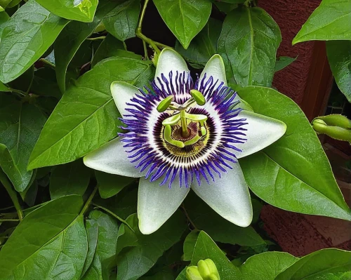 passionflower caerulea,big passion fruit flower,passiflora caerulea,passion fruit flower,passionflower,purple passionflower,blue passion flower,passion flower,passion flower bloom,purple passion flower,white passion flower,passion flower vine,passion flower fruit,passiflora,passiflora edulis,common passion flower,passion flowers,passiflora vitifolia,passion flower with bud,passion flower family,Illustration,American Style,American Style 14