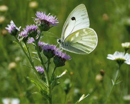 green-veined white,cabbage white butterfly,large white,checkered white,cabbage white,little cabbage white butterfly,melanargia galathea,black-veined white butterfly,satyrium (butterfly),melanargia,cabbage butterfly,white butterfly,butterfly white,garden butterfly-the aurora butterfly,celastrina,small white aster,chloris chloris,coenonympha,coenonympha tullia,white butterflies,Photography,Fashion Photography,Fashion Photography 15