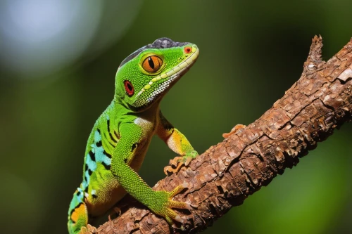 day gecko,malagasy taggecko,green crested lizard,european green lizard,ring-tailed iguana,green lizard,collared lizard,carolina anole,anole, anole,green iguana,emerald lizard,banded geckos,common collared lizard,green tree snake,gecko,common chameleon,beautiful chameleon,red-eyed tree frog,six lined racerunner,Illustration,American Style,American Style 06