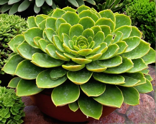 aeonium tabuliforme,echeveria,succulent,echeveria topsy turvy,beautiful succulents,succulent plant,crested,succulent in dark red pot,polka plant,coral aloe,spiral pattern,rosettes,kalanchoe-x-houghtonii,aloe vera,fibonacci spiral,aloe,garden plant,kalanchoe,euphorbia splendens,zigzag clover,Illustration,Paper based,Paper Based 10