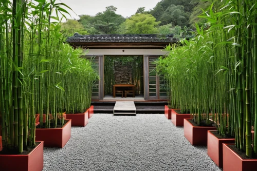 bamboo plants,zen garden,japanese zen garden,bamboo forest,sake gardens,japan garden,bamboo,hyang garden,bamboo curtain,ritsurin garden,hawaii bamboo,japanese architecture,garden of plants,bamboo frame,landscape designers sydney,lemongrass,asian architecture,garden design sydney,japanese garden ornament,green garden,Illustration,Abstract Fantasy,Abstract Fantasy 21