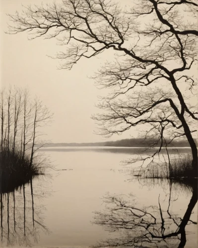 stieglitz,lago grey,tidal marsh,estuarine,winter lake,estuary,waterscape,agfa isolette,andreas cross,wetland,freshwater marsh,calm water,river landscape,lake terchin,isolated tree,loch,row of trees,black landscape,spaciousness,lake tanuki,Conceptual Art,Oil color,Oil Color 15