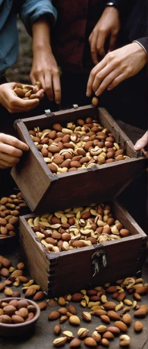 indian almond,almond nuts,cocoa beans,indian jujube,collecting nut fruit,unshelled almonds,roasted coffee beans,roasted almonds,coffee seeds,hazelnuts,pine nuts,argan tree,argan trees,pistachio nuts,almond meal,brazil nuts,roasted chestnuts,pine nut,almonds,beaked hazelnut,Photography,Documentary Photography,Documentary Photography 15