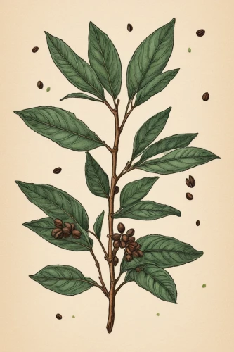 allspice,coffee tea illustration,sichuan pepper,bay leaf,cherry laurel,coffee seeds,walnut leaf,bay-leaf,vintage anise green background,cloves,medlar,star anise,loose-leaf,curry leaves,clove root,eastern black walnut,castanea sativa,clove pepper,morinda citrifolia,hojicha,Illustration,Japanese style,Japanese Style 09