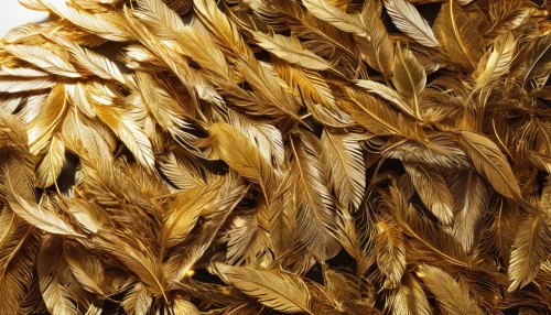 einkorn wheat,durum wheat,wheat ear,khorasan wheat,triticum durum,wheat grain,triticale,strands of wheat,wheat grasses,seed wheat,foxtail barley,wheat crops,wheat ears,dinkel wheat,strand of wheat,wheat,durum,wheat germ oil,barley cultivation,dried grass,Photography,Fashion Photography,Fashion Photography 21