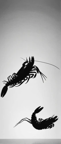 animal silhouettes,freshwater prawns,coenagrion,botan shrimp,ornamental shrimp,river prawns,zebra shrimp,silhouette art,crustaceans,zooplankton,crayfish 1,free-shrimps,the crayfish 2,prawns,prawn,north sea shrimp,ballroom dance silhouette,giant river prawns,spiny lobster,shrimps,Illustration,Black and White,Black and White 33