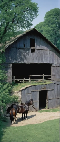 horse barn,horse stable,field barn,pony farm,barns,stable animals,horse breeding,barn,straw roofing,equestrian center,standardbred,farmstead,piglet barn,old barn,covered bridge,amish hay wagons,stables,livestock farming,horse grooming,quilt barn,Photography,Black and white photography,Black and White Photography 13