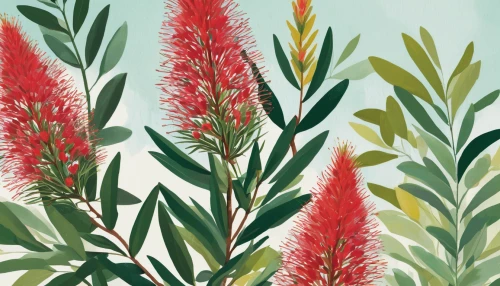 pineapple lilies,tropical floral background,coral bush,gymea lily,callistemon citrinus,loosestrife and pomegranate family,paintbrush,flowers png,pineapple lily,bromelia,bromeliad,floral digital background,desert plants,grevillea,wheat celosia,oleander,flower illustration,flower pine,coral aloe,garden loosestrife,Illustration,Vector,Vector 08