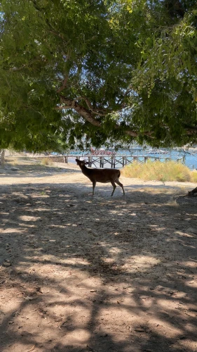 nara park,cão da serra de aires,picnic table,red bench,dog playing,wooden bench,dog running,park akanda,toy fox terrier,park bench,perro de presa mallorquin,bench,riverside park,cretan hound,outdoor dog,benches,portuguese pointer,miniature pinscher,stray dog on beach,running dog