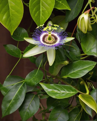 passionflower caerulea,passiflora caerulea,big passion fruit flower,purple passionflower,passion fruit flower,passion flowers,passion flower vine,passiflora edulis,passiflora vitifolia,purple passion flower,passion flower bloom,passion flower with bud,passion flower fruit,passiflora,passionflower,passion flower vine with bud,passion flower,common passion flower,passiflora sp,blue passion flower,Photography,Fashion Photography,Fashion Photography 13