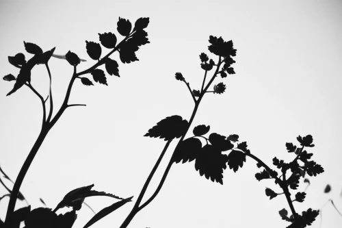 garden silhouettes,figwort,heracleum (plant),retro flower silhouette,geraniums,nightshade plant,nettle leaves,greater burdock,cow parsley,minimalist flowers,burdock,geum,skeleton leaves,geranium,mouse silhouette,leaves of currant,vine tendrils,urtica,saltbush,parsley leaves,Illustration,Black and White,Black and White 33