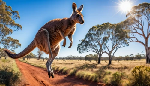 red kangaroo,kangaroo,australian wildlife,kangaroos,cangaroo,eastern grey kangaroo,kangaroo mob,macropodidae,macropus giganteus,australia,wallaby,rednecked wallaby,macropus rufogriseus,bennetts wallaby,australian bird,south australia,marsupial,aussie,australian mist,australian