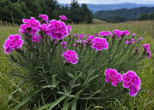 dianthus caryophyllus,alpine flowers,dianthus barbatus,dianthus pavonius,dianthus,alpine flower,fireweed,alpine meadows,seed cow carnation,alpine aster,verbena family,pink carnations,alpine meadow,phlox,centaurium,vosges-rose,sweet william,pink evening primrose,verbena,spring carnations,Illustration,Black and White,Black and White 06