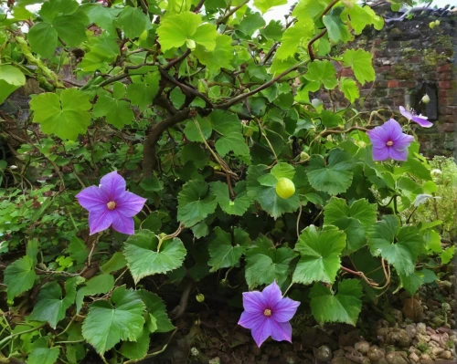 solanaceae,flowering vines,clematis,violet woodsorrel,blue thunbergia,morning glories,climber plant,purple morning glory flower,thunbergia grandiflora,vine flower,bengal clock vine,garden shrub,jasmine-flowered nightshade,common clematis,balloon flower,mandevilla sanderi,mandevilla,aubretia,garden plant,mexican petunia,Conceptual Art,Sci-Fi,Sci-Fi 18