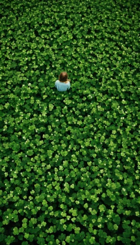 green wallpaper,lily pad,clover leaves,pennywort,4-leaf clover,girl lying on the grass,four-leaf clover,five-leaf clover,clover pattern,four leaf clover,three leaf clover,ground cover,bitter clover,4 leaf clover,lotus on pond,clovers,hybrid clover,a four leaf clover,forage clover,long ahriger clover,Photography,Documentary Photography,Documentary Photography 17