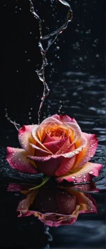 water rose,raindrop rose,spray roses,red rose in rain,water flower,flower water,romantic rose,rose water,dry rose,pink rose,rose png,landscape rose,flower of water-lily,yellow rose background,arrow rose,rose bloom,seerose,rose petals,pink roses,petal of a rose,Photography,General,Natural