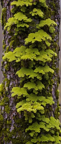 birch trunk,fagus sylvatica,canoe birch,pseudotsuga menziesii,american larch,sitka spruce,tree texture,eastern hemlock,tree moss,swamp birch,fir branch,forest moss,mountain alder,a young tree,bark,oregon pine,maple bush,tree bark,river birch,fraxinus excelsior,Conceptual Art,Daily,Daily 06