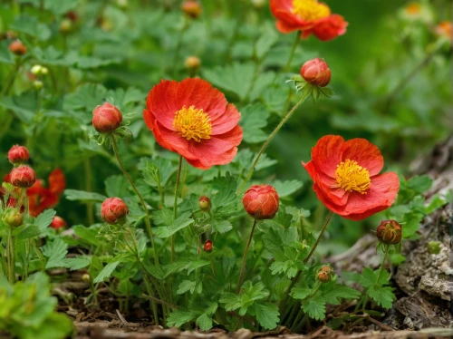 red ranunculus,ranunculus red,trollius download,klatschmohn,poppy plant,poppy flowers,iceland poppy,trollius of the community,corn poppies,ranunculus,geum coccineum,red poppies,a couple of poppy flowers,poppies,red anemones,ranunculus asiaticus,poppy anemone,red anemone,geum rival,red poppy,Conceptual Art,Daily,Daily 07
