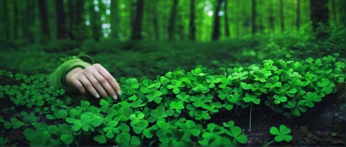 aaa,green wallpaper,wood-sorrel,forest floor,forest background,wood sorrel,redwood sorrel,green forest,patrol,creeping wood sorrel,forest clover,green background,forest plant,intensely green hornbeam wallpaper,forest mushroom,the forest fell,ramsons,waldmeister,forest man,violet woodsorrel,Photography,Documentary Photography,Documentary Photography 30