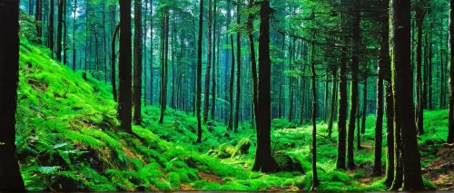 green forest,tropical and subtropical coniferous forests,temperate coniferous forest,coniferous forest,aaa,germany forest,fir forest,forest background,patrol,forest landscape,green wallpaper,forests,mixed forest,bavarian forest,the forests,forest floor,green trees,green landscape,deciduous forest,spruce-fir forest,Conceptual Art,Fantasy,Fantasy 04