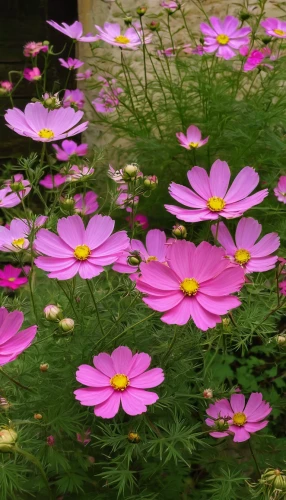 cosmea bipinnata,garden cosmos,pink cosmea,cosmos flowers,cosmea,cosmos caudatus,cosmos flower,pink daisies,japanese anemones,cosmos autumn,cosmos bipinnatus,chocolote cosmos,rosa palustris,anemone japonica,japanese anemone,pink anemone,barberton daisies,bush anemone,cosmos,anemone japan,Art,Classical Oil Painting,Classical Oil Painting 07