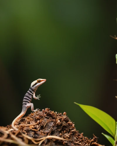 banded geckos,malagasy taggecko,fringe-toed lizard,splendor skink,skink,western whiptail,whiptail, anole,anole,turkish gecko,climbing salamander,common collared lizard,gecko,side-blotched lizards,wonder gecko,alligator lizard,ring-tailed iguana,green crested lizard,collared lizard,ring-tailed,Illustration,Paper based,Paper Based 07