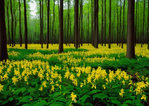 golden trumpet trees,daffodil field,germany forest,cartoon forest,forest floor,northern hardwood forest,aa,yellow garden,deciduous forest,yellow bells,forest glade,mixed forest,fairy forest,yellow fir,yellow daffodils,tree grove,holy forest,old-growth forest,fairytale forest,yellow mustard,Art,Classical Oil Painting,Classical Oil Painting 07