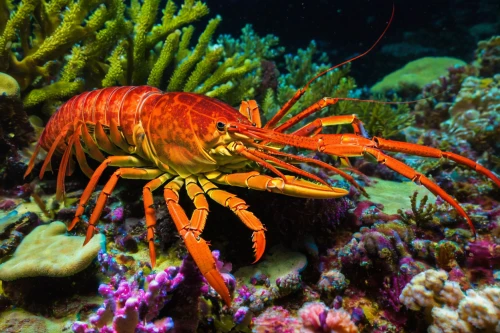 spiny lobster,red cliff crab,american lobster,christmas island red crab,rock crab,king crab,square crab,ten-footed crab,crustacean,freshwater crayfish,pterois,crayfish,freshwater crab,snow crab,north sea shrimp,crab 1,anemone shrimp,river crayfish,crab,crustaceans,Art,Classical Oil Painting,Classical Oil Painting 20