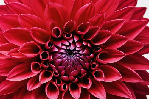 red dahlia,red chrysanthemum,filled dahlia,dahlia flower,dahlia bloom,dahlia,vancouver dahlia,star dahlia,red gerbera,flower of dahlia,dahlia pinata,garden dahlia,dahlia dahlia,pink chrysanthemum,celestial chrysanthemum,chrysanthemum background,dahlia flowers,filled dahlias,chrysanthemum,gerbera,Photography,Black and white photography,Black and White Photography 09