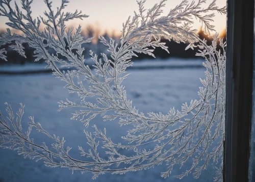 hoarfrost,morning frost,winter window,frosted glass pane,frozen morning dew,frosted glass,frost,the first frost,winter morning,winter magic,frosty weather,snow on window,frosted,ground frost,frosty,winter light,frozen ice,ice rain,ice crystals,ice flowers,Photography,Documentary Photography,Documentary Photography 08