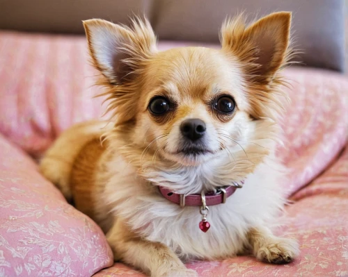 long hair chihuahua,tibetan spaniel,corgi-chihuahua,chihuahua poodle mix,chihuahua,chihuahua mix,pet vitamins & supplements,japanese chin,king charles spaniel,mixed breed dog,pomeranian,indian spitz,welsh corgi cardigan,cavalier king charles spaniel,yorkie,yorkshire terrier,chinese crested dog,female dog,dog photography,long-haired hihuahua,Photography,Documentary Photography,Documentary Photography 11