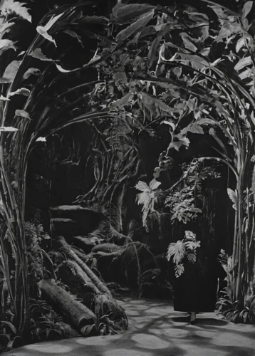 silent screen,tunnel of plants,haunted forest,stage design,labyrinth,the forest,gnarled,enchanted forest,the roots of trees,tree ferns,tree of life,the wolf pit,the forests,the forest fell,the limestone cave entrance,stage curtain,secret garden of venus,charcoal nest,forest man,wild strawberries,Photography,Black and white photography,Black and White Photography 12