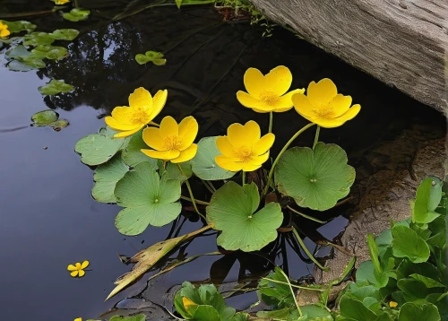 marsh marigolds,nuphar lutea,marsh marigold,lotus corniculatus,lotus on pond,nuphar,pond flower,lesser celandine,trollius of the community,narrow-leaved sundrops,aquatic plant,trollius download,lotus pond,pond plants,lotus plants,waterlily,lily pads,water lilies,lotuses,lotus flowers,Conceptual Art,Graffiti Art,Graffiti Art 03