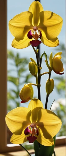 yellow orchid,flowers png,rudbeckia,lilium davidii,ikebana,trumpet flowers,lilium formosanum,yellow canada lily,lilium candidum,sunflowers in vase,dendrobium,cartoon flowers,flower vases,phalaenopsis,lillies,wooden flower pot,decorative flower,orchid flower,yellow bell flower,mixed orchid,Illustration,Black and White,Black and White 14