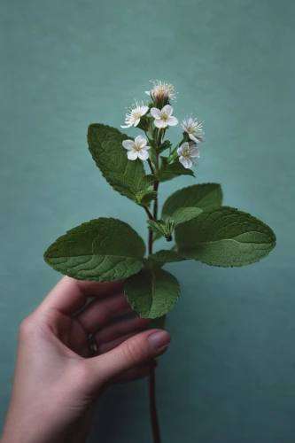 arabian jasmine,potato blossoms,single flower,baby's breath,minimalist flowers,forget-me-not,a sprig of white lilac,jasmine flower,mock orange,single flowers,mint blossom,crepe jasmine,gypsophila,forget-me-nots,white flower,vintage botanical,white blossom,pear blossom,gardenia,small flower,Photography,Documentary Photography,Documentary Photography 20