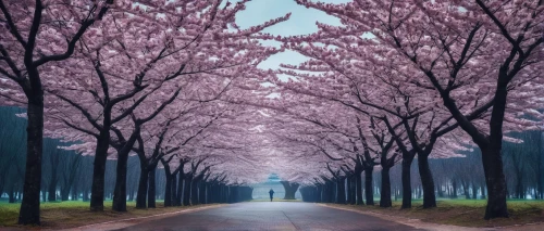 cherry blossom tree-lined avenue,japanese sakura background,sakura trees,sakura background,sakura tree,the cherry blossoms,cherry trees,takato cherry blossoms,japanese cherry trees,japanese floral background,chidori is the cherry blossoms,cherry blossom tree,cherry blossoms,blooming trees,cherry blossom,cold cherry blossoms,sakura blossoms,sakura blossom,japanese cherry blossoms,spring background,Photography,Documentary Photography,Documentary Photography 24