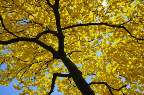 yellow leaves,norway maple,yellow leaf,gingko,yellow maple leaf,ginkgo,deciduous tree,golden trumpet tree,yellow tabebuia,gold leaves,autumn gold,autumn tree,leaf maple,deciduous,liriodendron tulipifera,maple tree,sky of autumn,golden autumn,deciduous trees,thunberg's fan maple,Illustration,Japanese style,Japanese Style 05