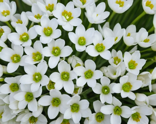 white flowers,candytuft,white daisies,alyssum,evergreen candytuft,lilly of the valley,saxifragales,stitchwort,small flowers,snowdrop anemones,tiny flowers,white petals,oxalis deppei iron cross,cineraria,wood anemones,white jasmine,oxalis iron cross,potato blossoms,white flower,spring flowers,Photography,Fashion Photography,Fashion Photography 17