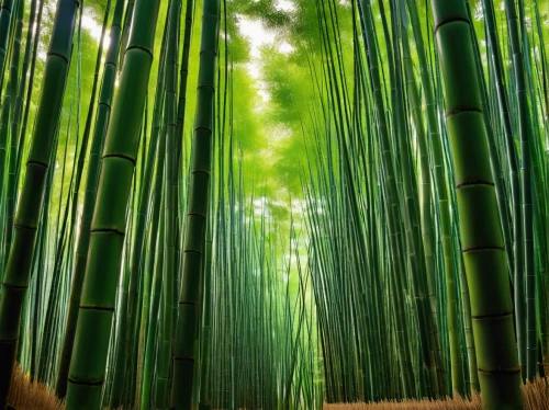 bamboo forest,hawaii bamboo,bamboo,bamboo plants,bamboo curtain,arashiyama,bamboo frame,bamboo shoot,palm leaf,aaa,green wallpaper,meiji jingu,bamboo flute,horsetail,lemongrass,green forest,long grass,palm leaves,sugarcane,pine needle,Conceptual Art,Fantasy,Fantasy 04