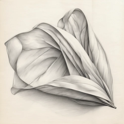 flower illustration,flower drawing,magnolia leaf,tulip magnolia,flowers png,crumpled paper,folded paper,illustration of the flowers,tulip,leaf drawing,magnolia,rose flower drawing,rose flower illustration,lotus art drawing,petals,white magnolia,graphite,pencil and paper,the petals overlap,madonna lily,Illustration,Black and White,Black and White 30
