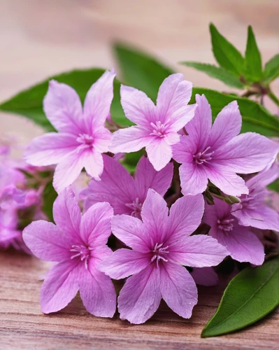 flower background,senetti,soapwort,flowers png,common soapwort,fragrant flowers,pink flowers,purple flowers,azaleas,tea flowers,indian jasmine,lilac flowers,spurflowers,violet flowers,purple wallpaper,spring background,clematis,pink floral background,floral background,herbs flowers,Illustration,Paper based,Paper Based 02