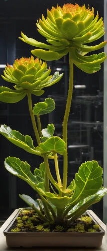 chrysanthemum coronarium,aeonium tabuliforme,large-flowered cactus,euphorbia milii,euphorbia splendens,fishbone cactus,kalanchoe,urticaceae,korean chrysanthemum,night-blooming cactus,kalanchoe-x-houghtonii,century plant,xerochrysum bracteatumm,acanthocereus tetragonus,ikebana,sky ladder plant,phytolaccaceae,quamoclit lobata,aloe barbadensis,vascular plant,Conceptual Art,Oil color,Oil Color 07